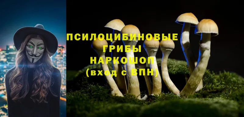 где можно купить   Абдулино  Галлюциногенные грибы MAGIC MUSHROOMS 